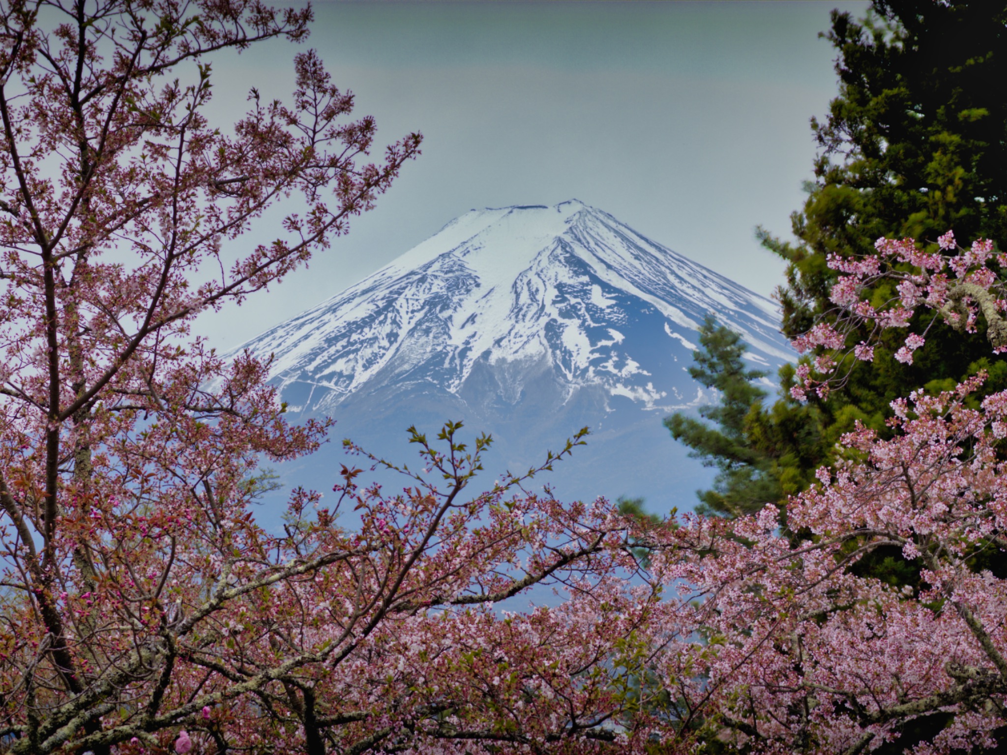 Fuji & Blossoms